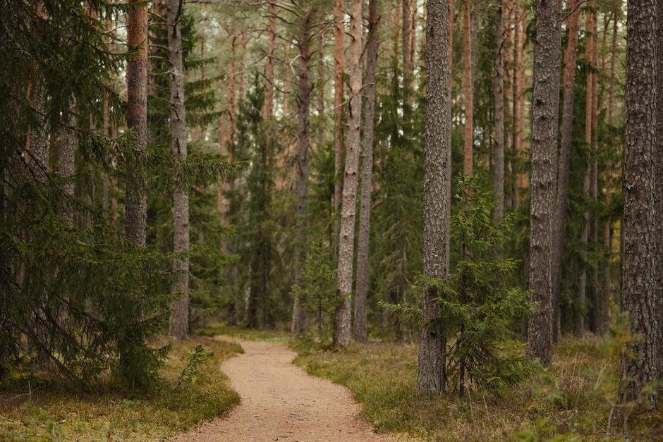 A Sensible Look at Walking: The Most Underrated Exercise, Made Simple