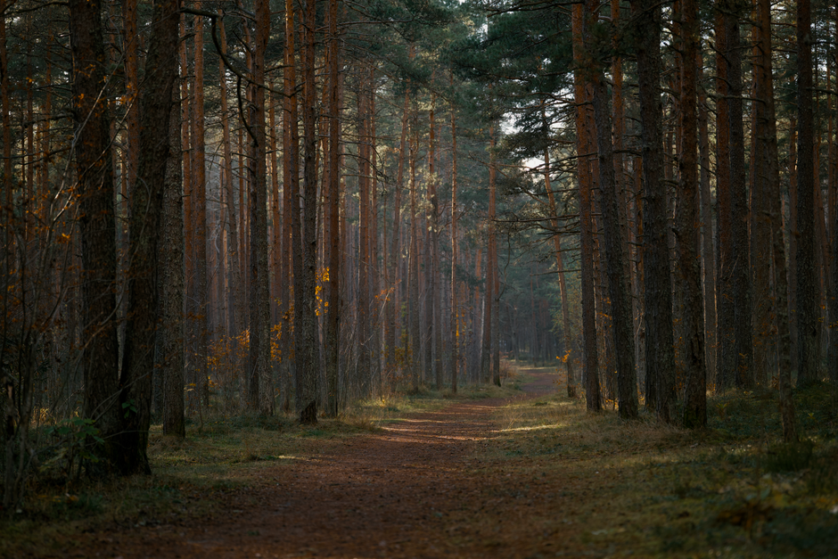 Building a Daily Routine Around A Balanced Approach To Wellness