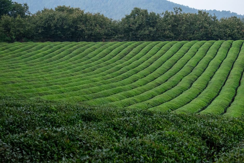 Building a Daily Routine Around Herbs And Botanicals: A Cautious Look, One Step at a Time
