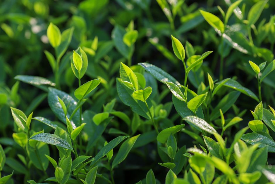 The Truth About Herbs And Botanicals: A Cautious Look, Day by Day